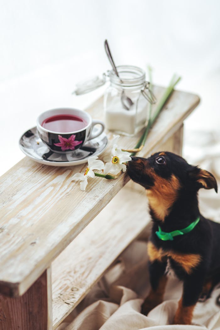 digital Adorable puppy exploring a daffodil on a rustic wooden bench with tea and sugar.