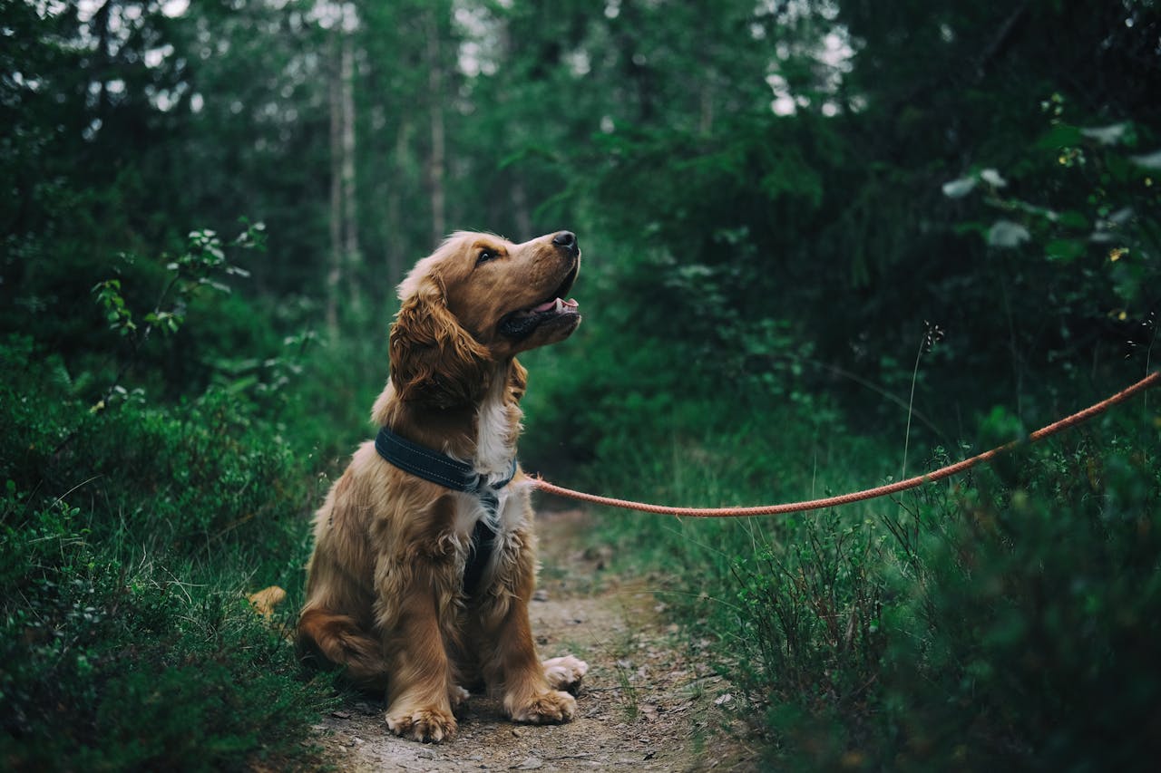 creative-02 Adorable cocker spaniel puppy enjoying a walk in a lush Swedish forest.
