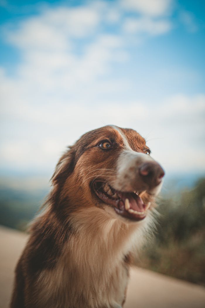 Services-01 Portrait of a happy dog with a blurry outdoor background and blue sky.