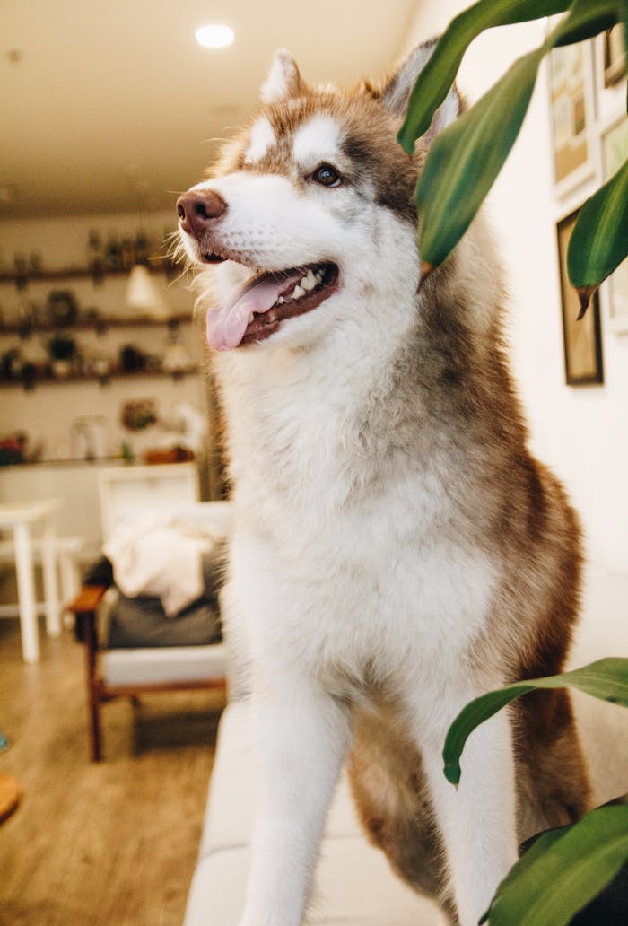 mobile-01 A cheerful Siberian Husky with bright eyes sitting indoors, surrounded by home decor.
