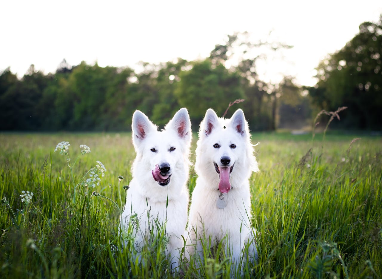 creative Two white Swiss Shepherd dogs sitting playfully in a sunny green field.