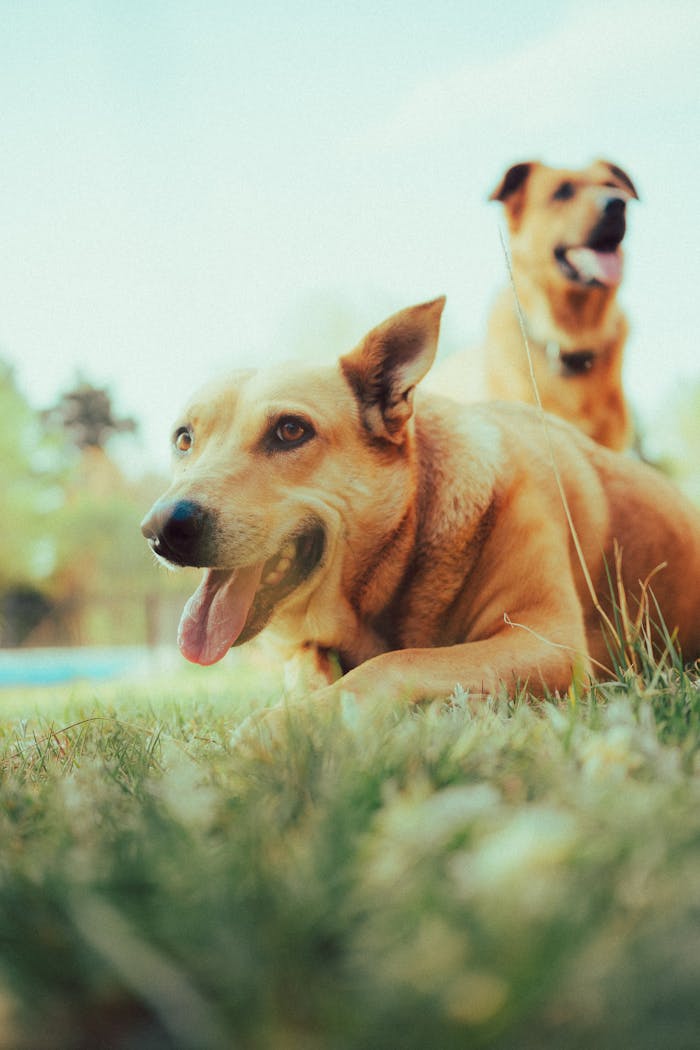 creative-03 Two Labrador dogs enjoy a sunny day on a grassy lawn, exuding playful energy.