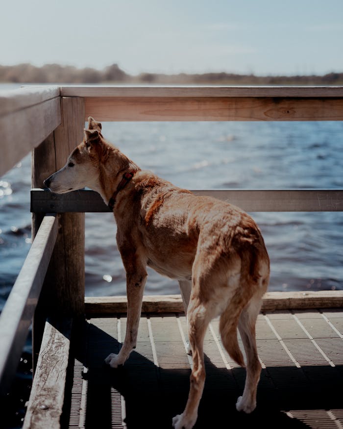 creative-03 A beautiful dog enjoying the view from a wooden pier over a serene lake in Bibra Lake, Western Australia.