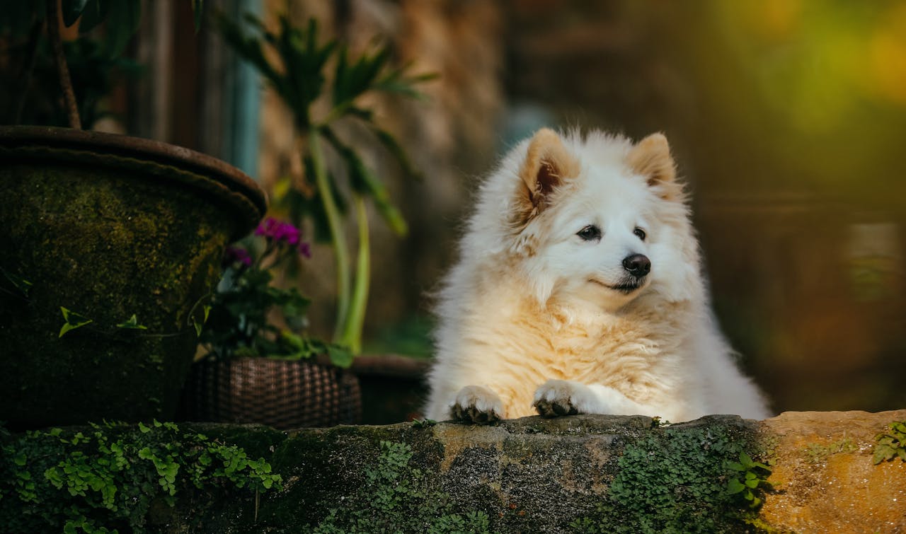 why-choose-us An adorable white fluffy dog relaxing outdoors on a mossy rock with plants in the background.