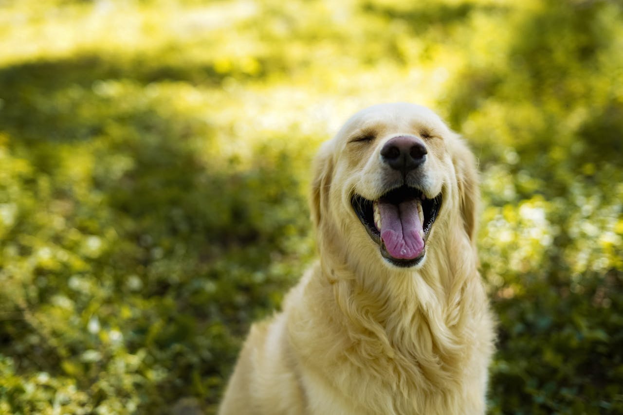 brand-03 A joyful golden retriever enjoying a sunny day in the park, eyes closed in happiness.