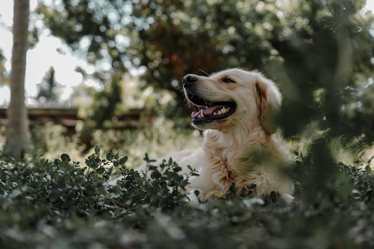 creative-02 A happy golden retriever lies playfully on grass, enjoying a sunny day outdoors.