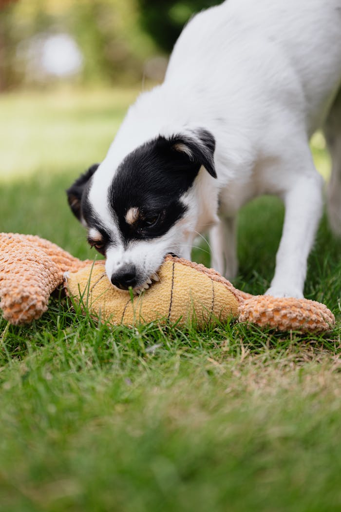 mobile-02 Adorable puppy biting a plush toy while playing outside on a sunny day.