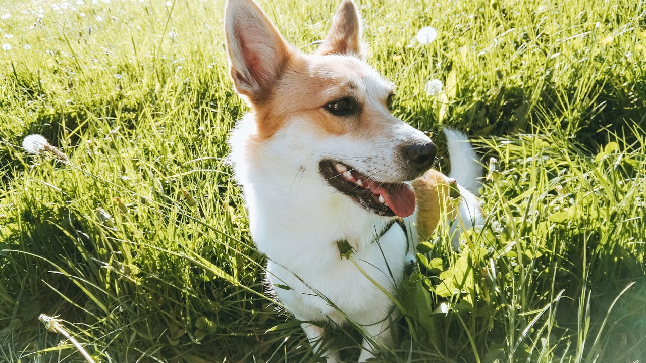 Services-03 A cheerful Corgi dog relaxing and playing in a lush green field under the sun.