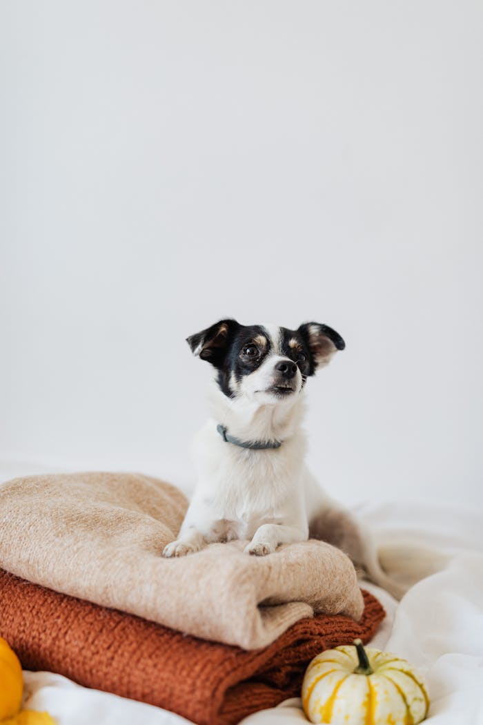 our-story Cute dog sitting on fall blankets with pumpkins, perfect for seasonal themes.