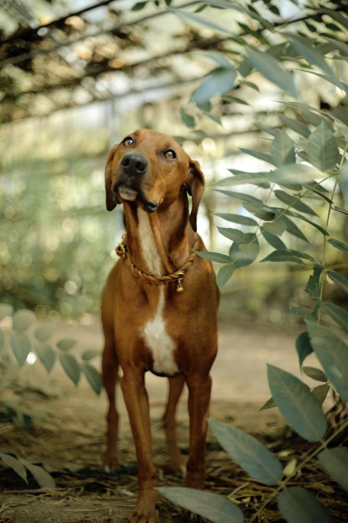 brand-01 Playful brown dog with collar gazing curiously outdoors among leafy plants.