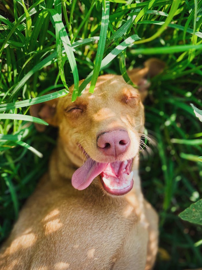 Adorable dog with tongue out, playfully lounging in vibrant, sunlit grass.