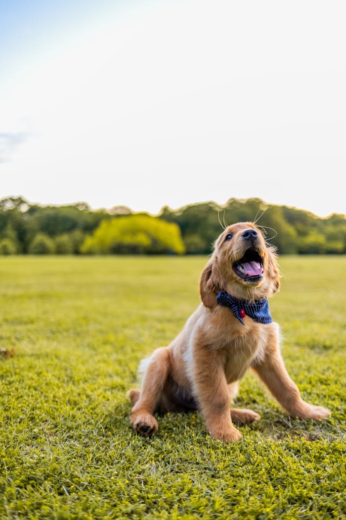 creative-01 Adorable golden retriever puppy sitting on green grass, looking playful and joyful.